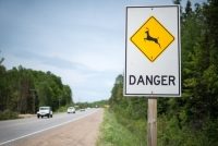 Avoiding Auto Collisions with Deer