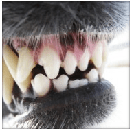 Georgia Ranks in Top 10 for Dog Bite Claims