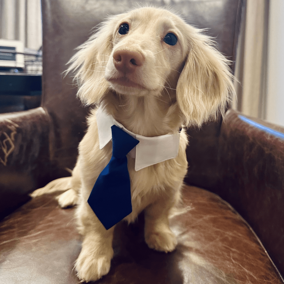 Wilson Jones for Jones & Swanson