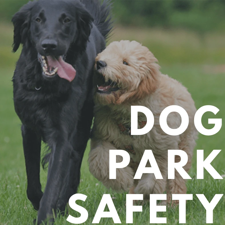 Prevent Animal Bites at the Dog Park